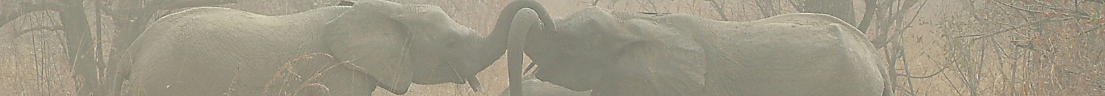 African Elephants in Arli National Park, Burkina Faso.