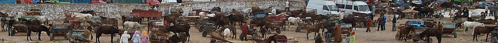Banner Donkey and horse carts outside souk.