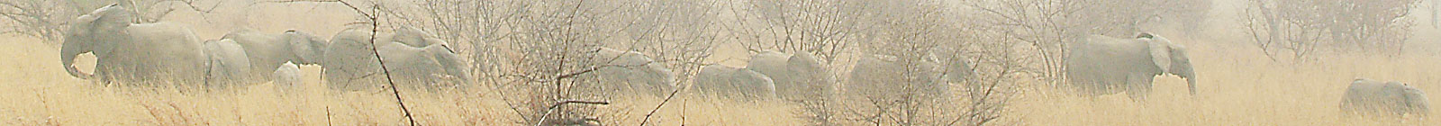 African Elephants in Arli National Park, Burkina Faso.