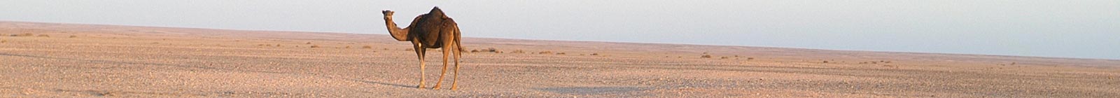 Camel in evening western Sahara Banner