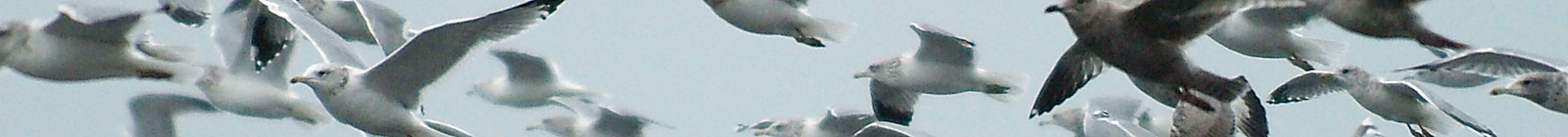 Banner Gulls Cape Alava - Banner