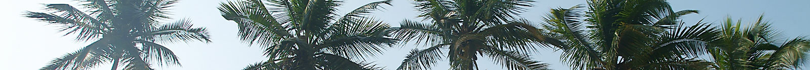 Ghana Palm Tree Tops