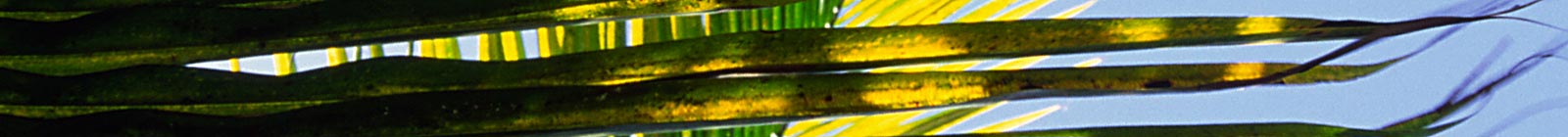 Palmleaf