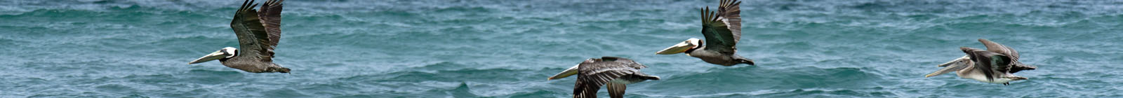 Pelicans morning La Ribera, Baja California Sur - Banner