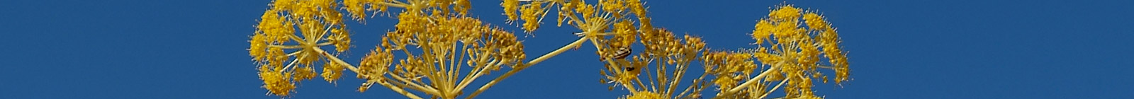 Salamis, Cyprus, Yellow plants, banner.