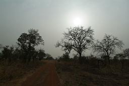 Approaching Arli, evening, Savanna