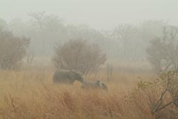 Mother and Child Elephant, Arli National Park, Burkina Faso