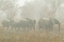 Elephants in Arli National Park.