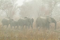 Group of Elephants in Burkina Faso