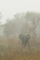 Old male Eelephant on guard