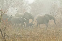 Burkina, Faso, Arli National Park, family of Elephants.