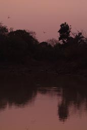 Evening falls in W National Park, Waiting for Lions