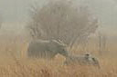 Elephants, Arli National Park.