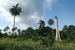 Dead stub of a tree, Ivory Coast bush.