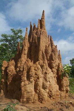 5 meter high huge termite cathedral mound.