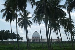 Yamoussoukro, Basilica from far, through palm trees.