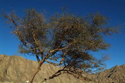 Acacia desert mountains blue sky, Sinai Egypt.