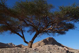 Sinai acacia, mountain blue sky.