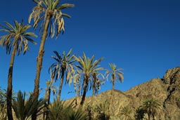 Ferran oasis, Sinai peninsula.