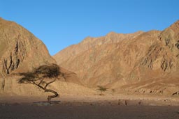Acatia tree in Sinai desert before shade from setting sun engulfes it.