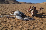 Camels in sand, not dead, Aswan.