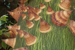 Exotic tree bark, Egypt.