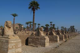 Sphinx avenue, Luxor, Egypt.