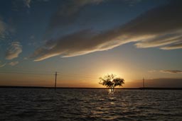 Water in the desert, sunset behind tree.