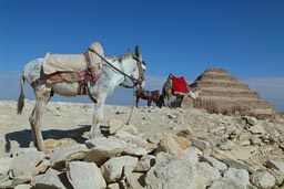 Donkey and camel, Saqqara steppyramid.