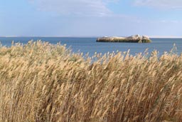 Al-Rayan lake, reed, Egypt, islet.