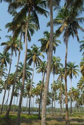 Princes Town, Palms, Lagoon