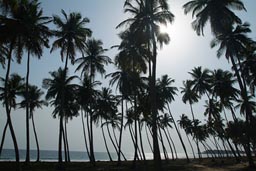 Coco palms