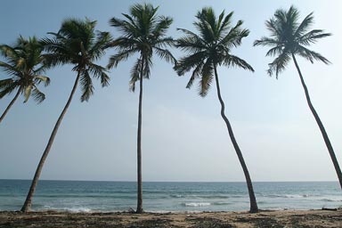 5 Palm Trees, beach in back. Near Princes Town