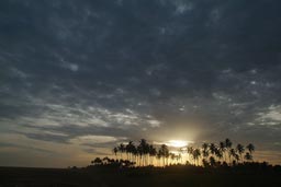 Sunset game of light of yellow between palm trees