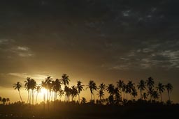 Sunset, Benin, palms, on beach, yellow sun.