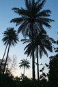 Palm trees, Jemberem, Guinea Bissau.
