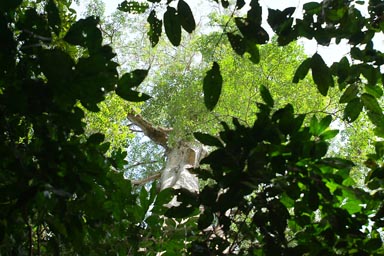 Giants in the Jungle, tropical rain forest, primary forest, Jemberem, Guinea Bissau.