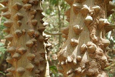 Strange bark of tree, Jemberem, Guinea Bissau.