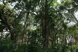 Jungle, tropical rain forest, Jemberem, Guinea Bissau.