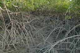 Mangroves, Jemberem, Guinea Bissau.