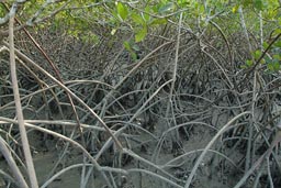 Mangroves, Jemberem, Guinea Bissau.