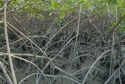 Mangroves, Jemberem, Guinea Bissau.