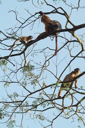 Monkey in tree tops over camp in Jemberem, Guinea Bissau.