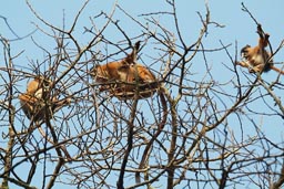 Monkey in tree tops over camp in Jemberem, Guinea Bissau.