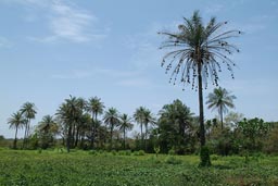 Palm Tree with birds nests, Jemberem, Guinea Bissau.