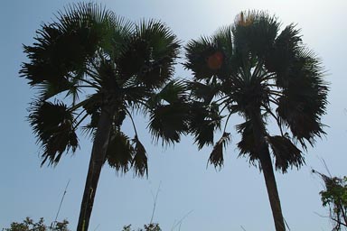 Two palm trees, against blue sky, Jemberem, Guinea Bissau.