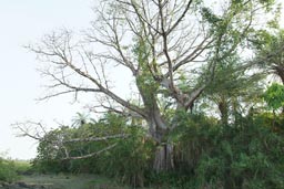 Old tree no leaves, Jemberem, Guinea Bissau.