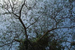 Old tree no leaves, against blue sky, Jemberem, Guinea Bissau.
