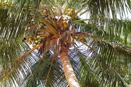 Boy climbs a palm tree to fetch coconuts, crown top of palm tree, Guinea Bissau.