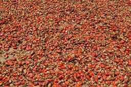 Red palm kernels laid out in the sun to dry, Guinea Bissau.